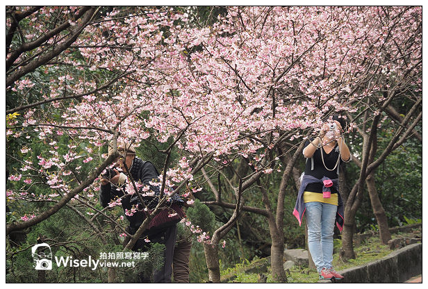 【遊記】新北市。新店烏來櫻花一日遊：花園新城、屈尺櫻花街&烏來環山路～(櫻花小旅行攝影講座筆記)