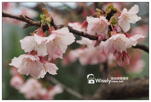 【遊記】新北市。新店烏來櫻花一日遊：花園新城、屈尺櫻花街&烏來環山路～(櫻花小旅行攝影講座筆記)