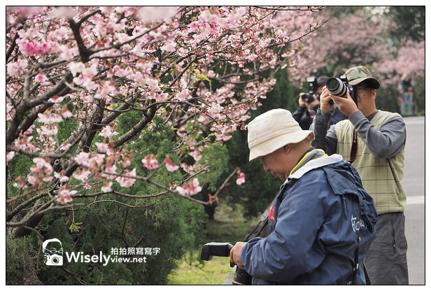 【遊記】新北市。新店烏來櫻花一日遊：花園新城、屈尺櫻花街&烏來環山路～(櫻花小旅行攝影講座筆記)