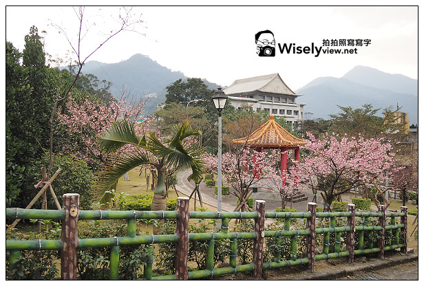 【遊記】新北市。新店烏來櫻花一日遊：花園新城、屈尺櫻花街&烏來環山路～(櫻花小旅行攝影講座筆記)