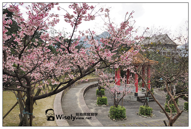 【遊記】新北市。新店烏來櫻花一日遊：花園新城、屈尺櫻花街&烏來環山路～(櫻花小旅行攝影講座筆記)