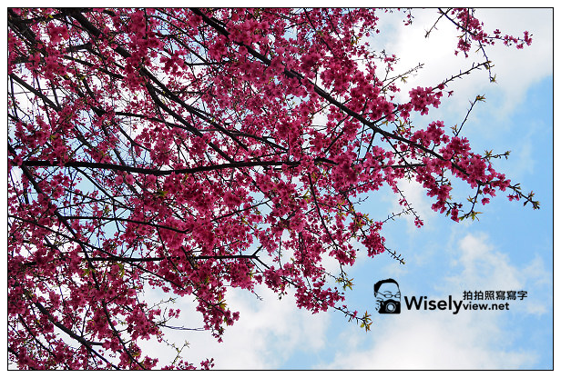 【遊記】新北市。新店烏來櫻花一日遊：花園新城、屈尺櫻花街&烏來環山路～(櫻花小旅行攝影講座筆記)