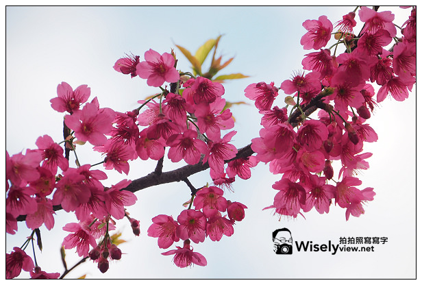 【遊記】新北市。新店烏來櫻花一日遊：花園新城、屈尺櫻花街&烏來環山路～(櫻花小旅行攝影講座筆記)