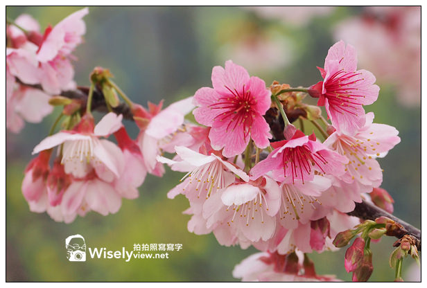 【遊記】新北市。新店烏來櫻花一日遊：花園新城、屈尺櫻花街&烏來環山路～(櫻花小旅行攝影講座筆記)