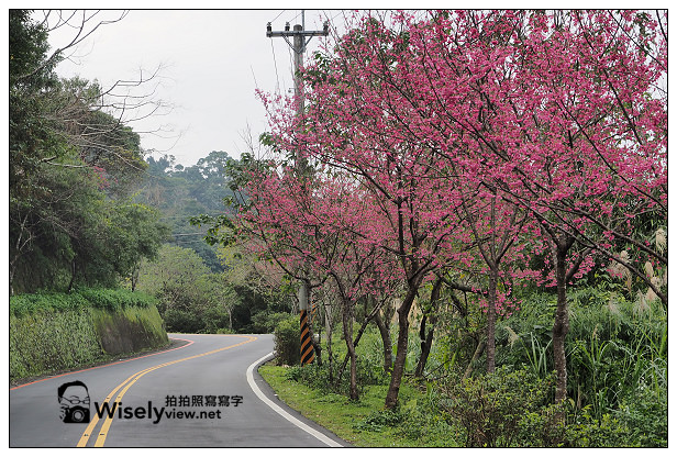 【遊記】新北市。新店烏來櫻花一日遊：花園新城、屈尺櫻花街&烏來環山路～(櫻花小旅行攝影講座筆記)