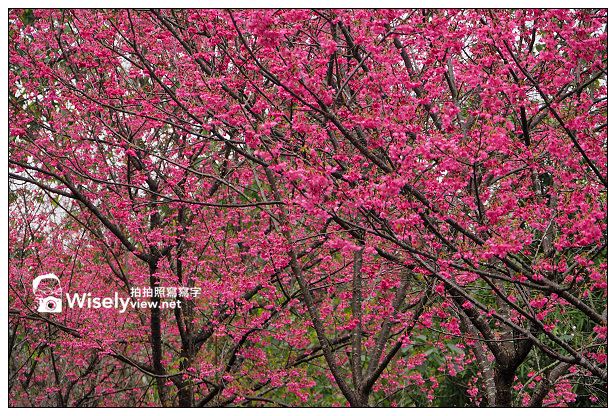 【遊記】新北市。新店烏來櫻花一日遊：花園新城、屈尺櫻花街&烏來環山路～(櫻花小旅行攝影講座筆記)