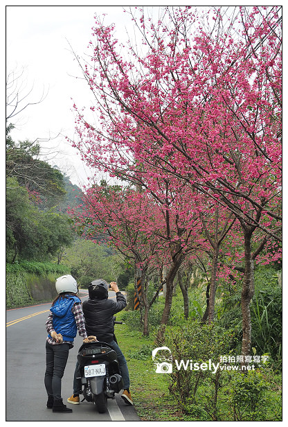 【遊記】新北市。新店烏來櫻花一日遊：花園新城、屈尺櫻花街&烏來環山路～(櫻花小旅行攝影講座筆記)