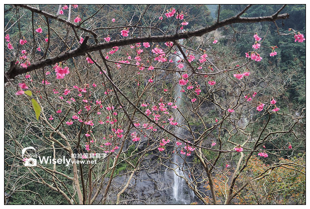 【遊記】新北市。新店烏來櫻花一日遊：花園新城、屈尺櫻花街&烏來環山路～(櫻花小旅行攝影講座筆記)