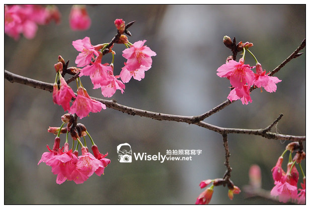 【遊記】新北市。新店烏來櫻花一日遊：花園新城、屈尺櫻花街&烏來環山路～(櫻花小旅行攝影講座筆記)