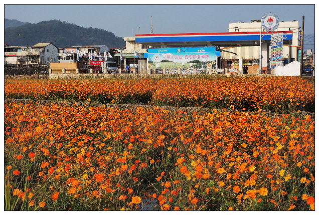 【遊記】宜蘭縣。三星鄉：搖搖洛克馬(黃色木馬)＠位於三星路四段235號，展期1/22~2/14