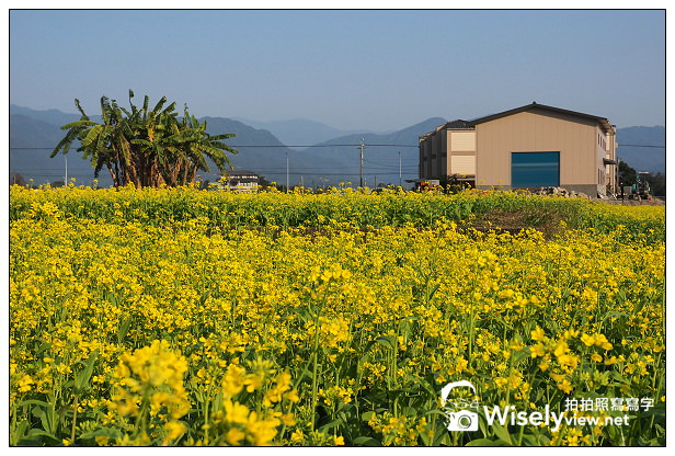 【遊記】宜蘭縣。三星鄉：搖搖洛克馬(黃色木馬)＠位於三星路四段235號，展期1/22~2/14