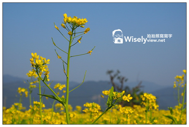 【遊記】宜蘭縣。三星鄉：搖搖洛克馬(黃色木馬)＠位於三星路四段235號，展期1/22~2/14