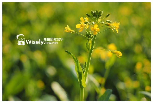 【遊記】宜蘭縣。三星鄉：搖搖洛克馬(黃色木馬)＠位於三星路四段235號，展期1/22~2/14