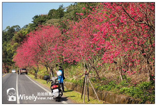 【遊記】宜蘭縣。三星鄉：3公里長的櫻花公路＠台七丙道(三星路八段)，天送埤往長埤湖方向