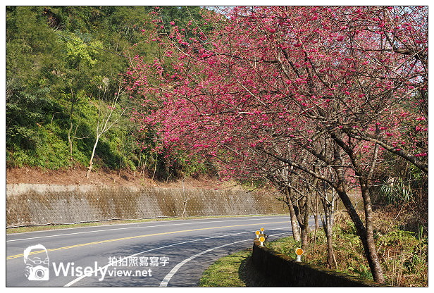 【遊記】宜蘭縣。三星鄉：3公里長的櫻花公路＠台七丙道(三星路八段)，天送埤往長埤湖方向