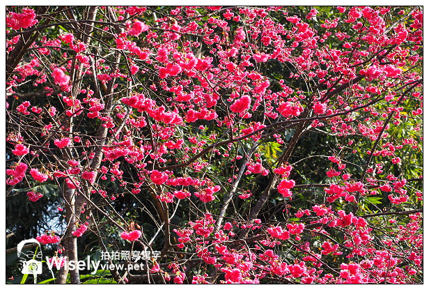 【遊記】宜蘭縣。三星鄉：3公里長的櫻花公路＠台七丙道(三星路八段)，天送埤往長埤湖方向