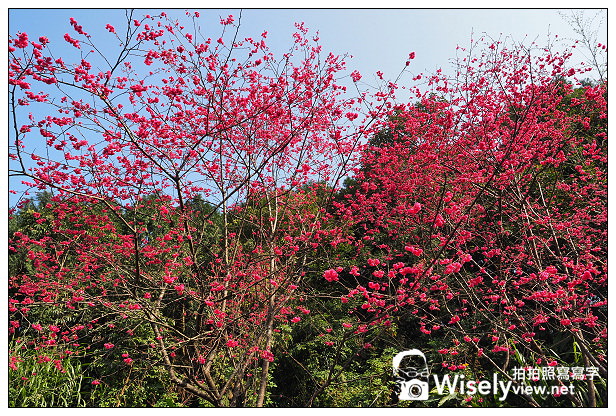 【遊記】宜蘭縣。三星鄉：3公里長的櫻花公路＠台七丙道(三星路八段)，天送埤往長埤湖方向