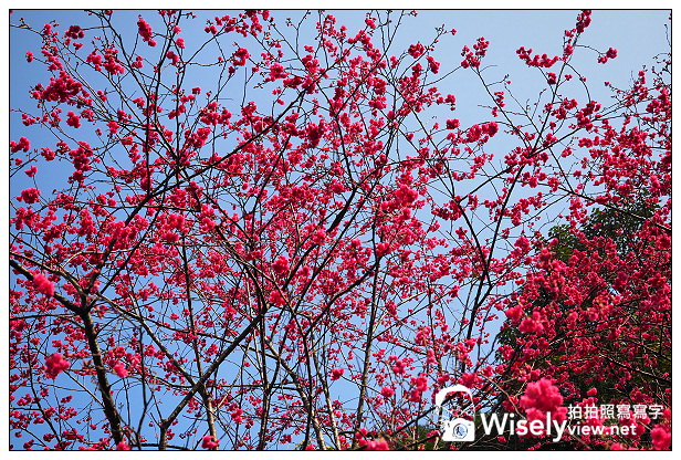 【遊記】宜蘭縣。三星鄉：3公里長的櫻花公路＠台七丙道(三星路八段)，天送埤往長埤湖方向