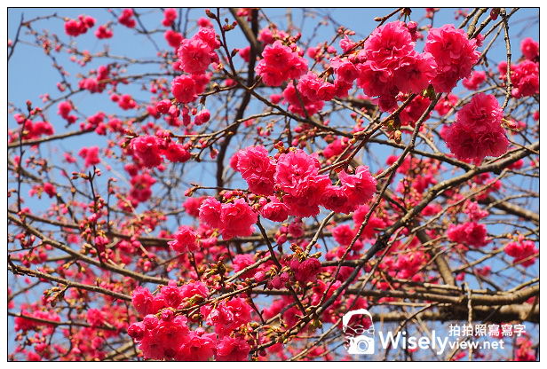 【遊記】宜蘭縣。三星鄉：3公里長的櫻花公路＠台七丙道(三星路八段)，天送埤往長埤湖方向