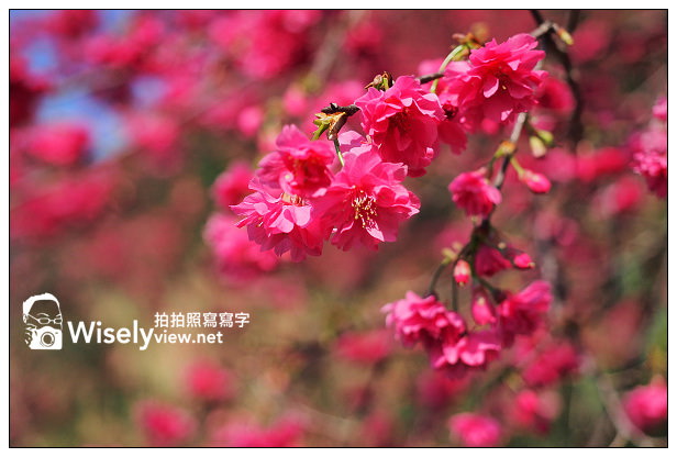 【遊記】宜蘭縣。三星鄉：3公里長的櫻花公路＠台七丙道(三星路八段)，天送埤往長埤湖方向