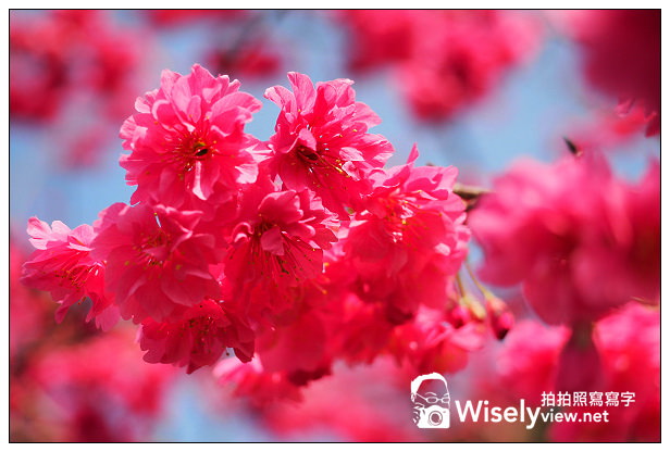 【遊記】宜蘭縣。三星鄉：3公里長的櫻花公路＠台七丙道(三星路八段)，天送埤往長埤湖方向