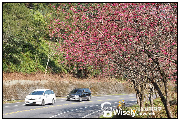 【遊記】宜蘭縣。三星鄉：3公里長的櫻花公路＠台七丙道(三星路八段)，天送埤往長埤湖方向
