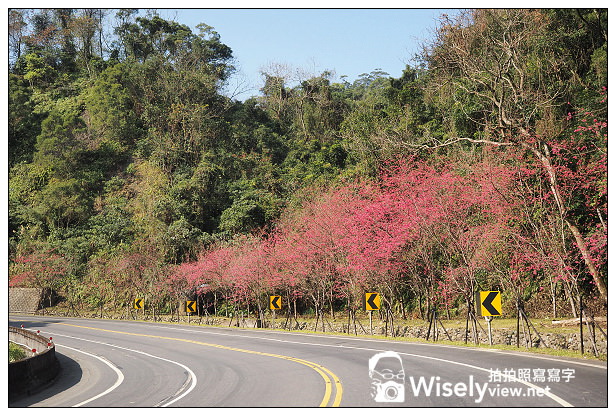 【遊記】宜蘭縣。三星鄉：3公里長的櫻花公路＠台七丙道(三星路八段)，天送埤往長埤湖方向