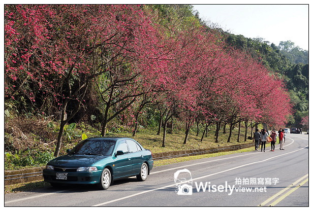 【遊記】宜蘭縣。三星鄉：3公里長的櫻花公路＠台七丙道(三星路八段)，天送埤往長埤湖方向