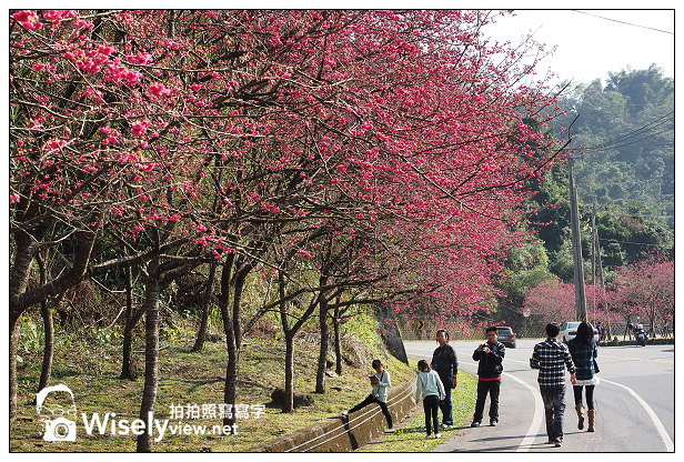【遊記】宜蘭縣。三星鄉：3公里長的櫻花公路＠台七丙道(三星路八段)，天送埤往長埤湖方向