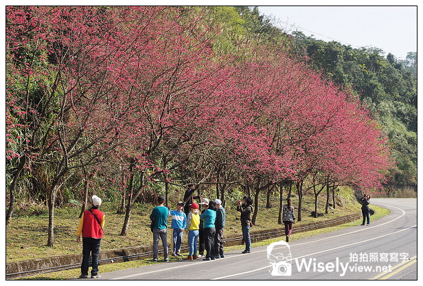 【遊記】宜蘭縣。三星鄉：3公里長的櫻花公路＠台七丙道(三星路八段)，天送埤往長埤湖方向