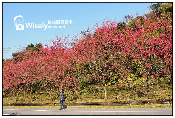 【遊記】宜蘭縣。三星鄉：3公里長的櫻花公路＠台七丙道(三星路八段)，天送埤往長埤湖方向