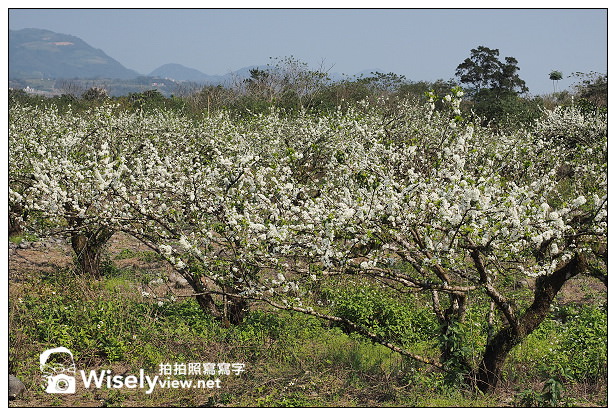 宜蘭大同 李花櫻花秘境︱泰雅一路400號沿途右側,櫻花休閒農場之前 宜蘭大同 李花櫻花秘境︱泰雅一路400號沿途右側,櫻花休閒農場之前