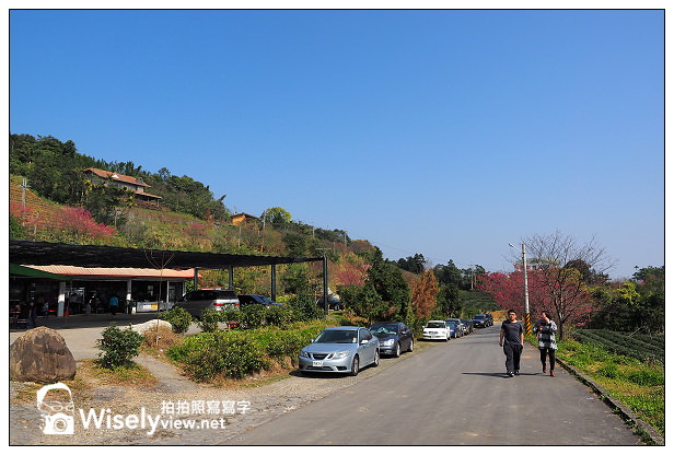 宜蘭大同︱茶之鄉民宿(田媽媽)、玉蘭茶園~沿途櫻花伴環山美景 宜蘭大同︱茶之鄉民宿(田媽媽)、玉蘭茶園~沿途櫻花伴環山美景