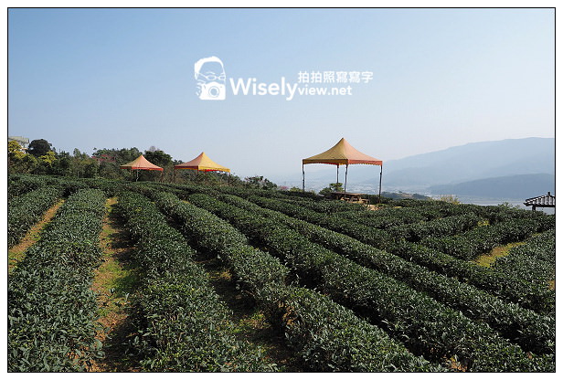 宜蘭大同︱茶之鄉民宿(田媽媽)、玉蘭茶園~沿途櫻花伴環山美景 宜蘭大同︱茶之鄉民宿(田媽媽)、玉蘭茶園~沿途櫻花伴環山美景
