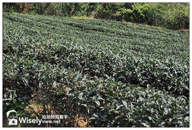 宜蘭大同︱茶之鄉民宿(田媽媽)、玉蘭茶園~沿途櫻花伴環山美景 宜蘭大同︱茶之鄉民宿(田媽媽)、玉蘭茶園~沿途櫻花伴環山美景