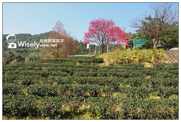宜蘭大同︱茶之鄉民宿(田媽媽)、玉蘭茶園~沿途櫻花伴環山美景 宜蘭大同︱茶之鄉民宿(田媽媽)、玉蘭茶園~沿途櫻花伴環山美景