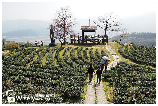 宜蘭大同︱茶之鄉民宿(田媽媽)、玉蘭茶園~沿途櫻花伴環山美景 宜蘭大同︱茶之鄉民宿(田媽媽)、玉蘭茶園~沿途櫻花伴環山美景