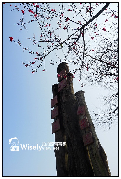 宜蘭大同︱茶之鄉民宿(田媽媽)、玉蘭茶園~沿途櫻花伴環山美景 宜蘭大同︱茶之鄉民宿(田媽媽)、玉蘭茶園~沿途櫻花伴環山美景