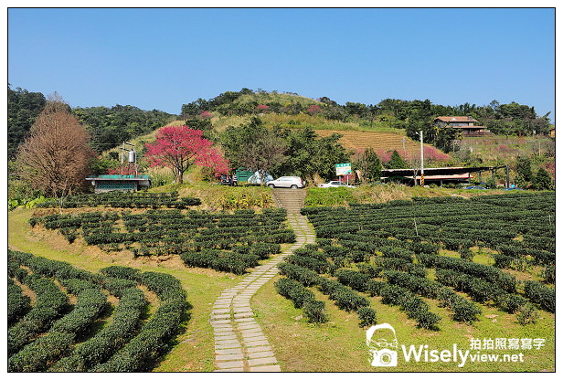 宜蘭大同︱茶之鄉民宿(田媽媽)、玉蘭茶園~沿途櫻花伴環山美景 宜蘭大同︱茶之鄉民宿(田媽媽)、玉蘭茶園~沿途櫻花伴環山美景