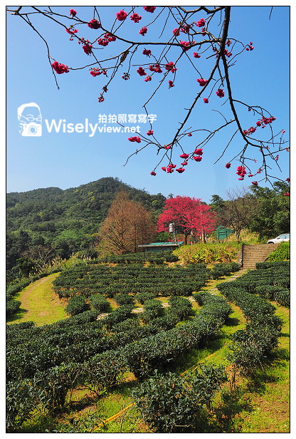 宜蘭大同︱茶之鄉民宿(田媽媽)、玉蘭茶園~沿途櫻花伴環山美景 宜蘭大同︱茶之鄉民宿(田媽媽)、玉蘭茶園~沿途櫻花伴環山美景