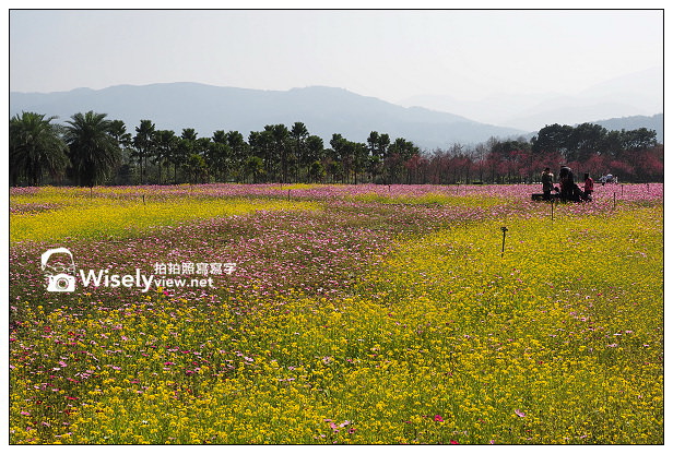 崙埤河濱公園︱大同鄉泰雅部落櫻花林︱波斯菊油菜花海︱宜蘭賞櫻景點 崙埤河濱公園︱大同鄉泰雅部落櫻花林︱波斯菊油菜花海︱宜蘭賞櫻景點
