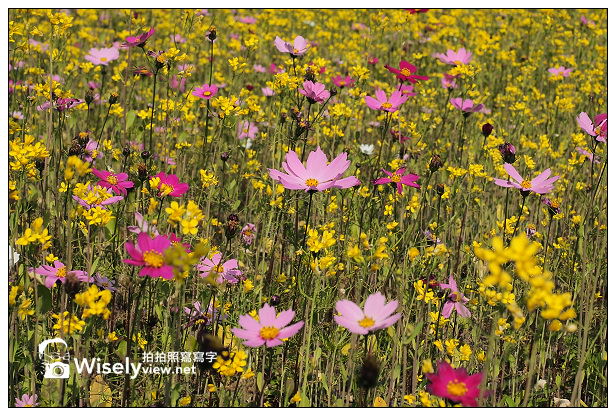 崙埤河濱公園︱大同鄉泰雅部落櫻花林︱波斯菊油菜花海︱宜蘭賞櫻景點 崙埤河濱公園︱大同鄉泰雅部落櫻花林︱波斯菊油菜花海︱宜蘭賞櫻景點