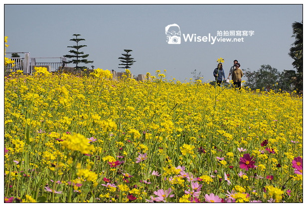 崙埤河濱公園︱大同鄉泰雅部落櫻花林︱波斯菊油菜花海︱宜蘭賞櫻景點 崙埤河濱公園︱大同鄉泰雅部落櫻花林︱波斯菊油菜花海︱宜蘭賞櫻景點