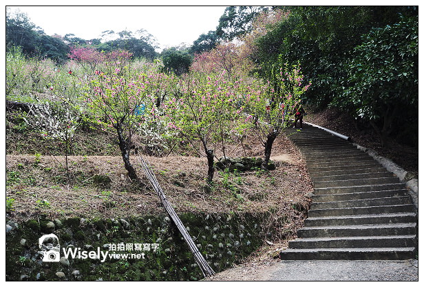 【遊記】台北市。文山區：老泉街45巷＠政大後山杏花林＆阿桃草仔粿，含交通指南