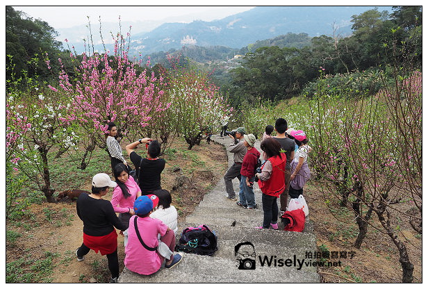 【遊記】台北市。文山區：老泉街45巷＠政大後山杏花林＆阿桃草仔粿，含交通指南
