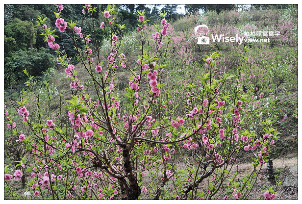【遊記】台北市。文山區：老泉街45巷＠政大後山杏花林＆阿桃草仔粿，含交通指南
