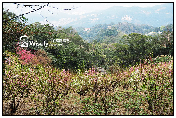 【遊記】台北市。文山區：老泉街45巷＠政大後山杏花林＆阿桃草仔粿，含交通指南