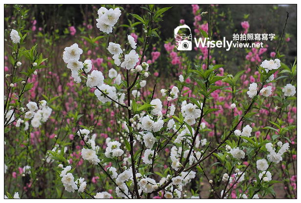 【遊記】台北市。文山區：老泉街45巷＠政大後山杏花林＆阿桃草仔粿，含交通指南