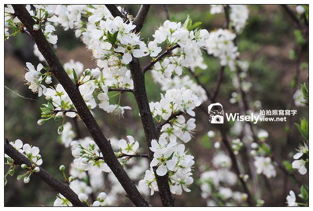 【遊記】台北市。文山區：老泉街45巷＠政大後山杏花林＆阿桃草仔粿，含交通指南