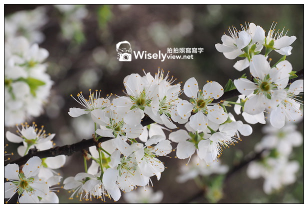 【遊記】台北市。文山區：老泉街45巷＠政大後山杏花林＆阿桃草仔粿，含交通指南